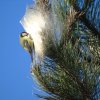 MÉSANGE CHARBONNIÈRE sur un nid composé de fil soyeux de CHENILLES PROCESSIONNAIRE DES PINS dont elle est prédatrice. ALAIN LEROY